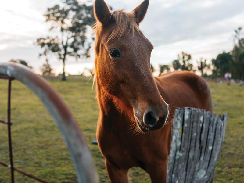 Horse