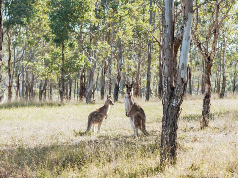 Corunna Station Kangaroo