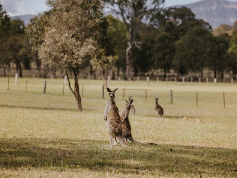 Corunna Station Kangaroo