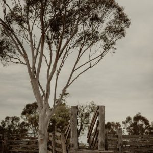 Lisa Webber photo (10)